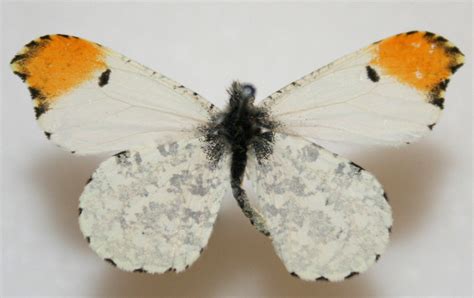 Falcate Orangetip Anthocharis Midea Butterfly Image Free Stock Photo
