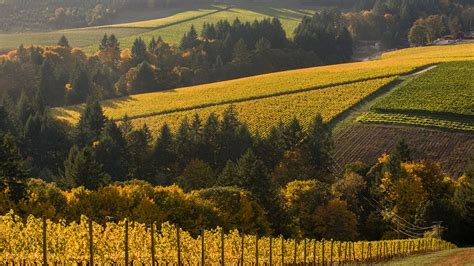 Oregon Wine Region Photo Gallery | Willamette Valley | Allison Inn