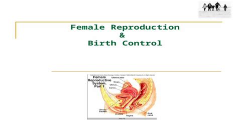Female Reproduction And Birth Control Female Reproductive Tract External