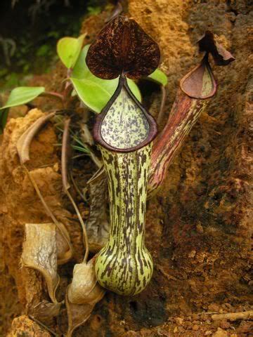 Truncatus = terminating abruptly) is a tropical pitcher plant endemic to the philippines. Nepenthes of the Philippines - Carnivorous Plants in ...