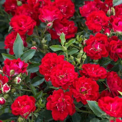Red Drift® Rose Great Garden Plants