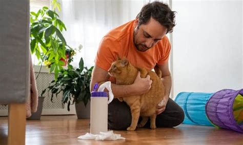 How To Pick Up A Cat Properly An Ultimate Guide For Pet Lovers