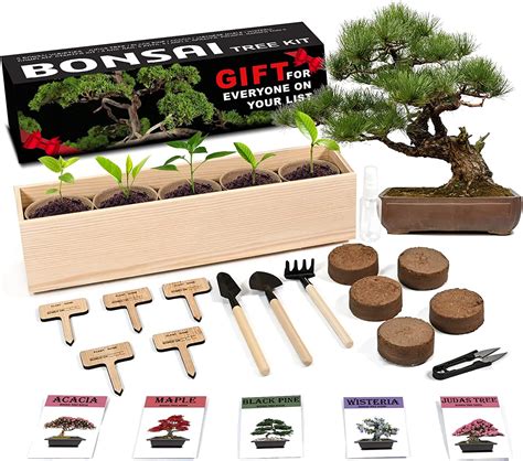 Buy Bonsai Tree Starter Kit 5 Bonsai With Complete Growing Kit Peat