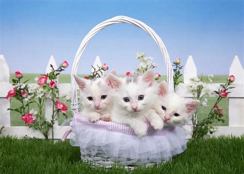 Spring Basket Of Kittens Photograph By Sheila Fitzgerald Fine Art America