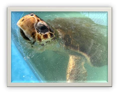 Public Sea Turtle Release The Turtle Hospital Rescue Rehab Release