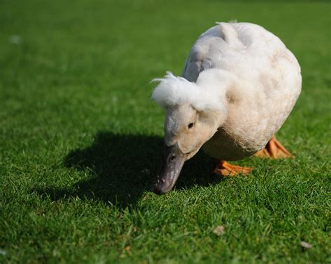 Fluffy Head Fluffy Duck Seen In Stansted Mountfitchet Cast Flickr