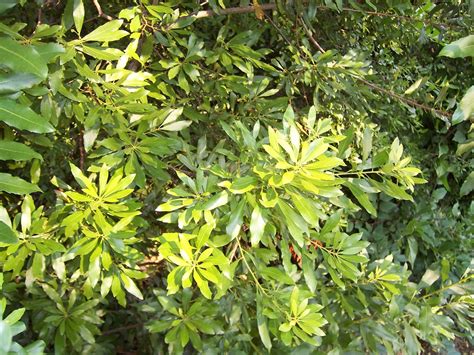 The light olive green leaves are alternate with a toothed margin, a spicy aromatic odor when crushed, and yellow resin dots on both surfaces. Myrica cerifera | Southern Wax Myrtle | Phillip Merritt ...