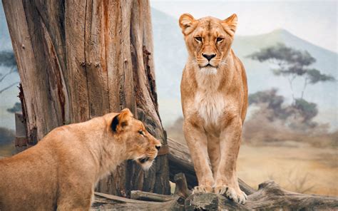 African Lioness Wallpapers Hd Wallpapers Id 15921