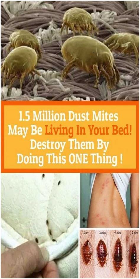 15 Million Dust Mites May Be Living In Your Bed Destroy Them By Doing