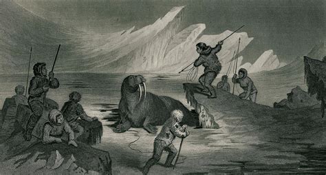 Walrus Hunting 1855 Culture Of Greenland Wikipedia The Free
