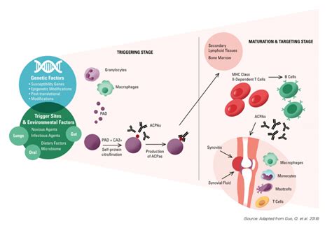 Autoimmune Diseases Current And Emerging Therapeutic Approaches