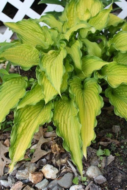 Funkia Emerald Ruff Cut Hosta Albamar