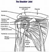 Pictures of Upper Arm Muscle Exercise