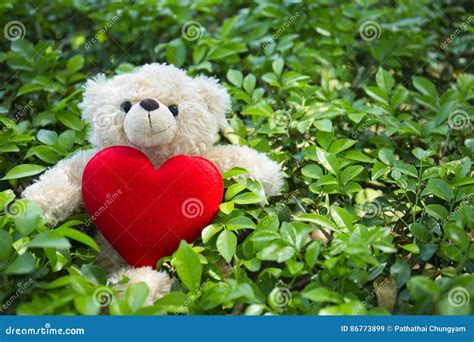 Cute Teddy Bear With Red Heart On Green Grass Background Stock Image