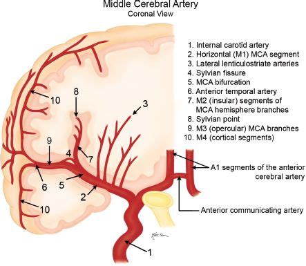 The Middle Cerebral Arteries And Their Branches Brain Anatomy