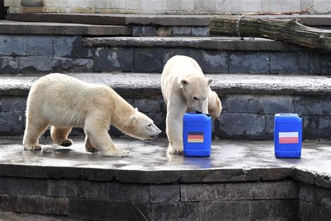 In deutschland wird es von manchen als geburtsstunde der bundesrepublik gesehen. Zoo-Orakel Fiete tippt auf Sieg von Deutschland gegen ...