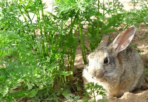 5 Strategies To Keep Animals From Eating Your Garden Plants Palmetto