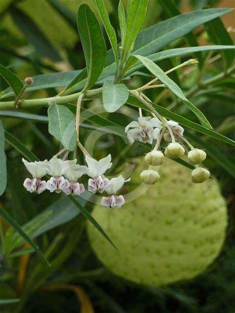 Easy diy step by step instructions for. Gomphocarpus physocarpus | Balloon Cotton Bush, Balloon ...