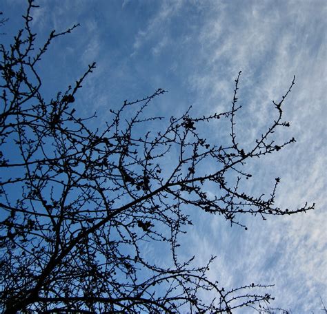 Blackthorn Branches Tree Guide Uk