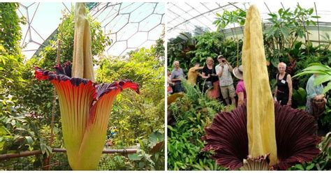 The Worlds Largest Flower Has Bloomed In Tokyo After 5 Long Years
