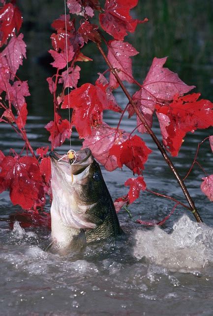 5 ways to catch bass in hot water sometimes the beautiful, sunny days of summer can actually be too much of a good thing for fishing. Bass Fishing - Fisherman Advisor
