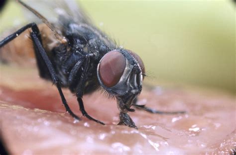 Obviously, they need to bite in order to eat. Interesting Facts About the Common, Run-of-the-Mill ...