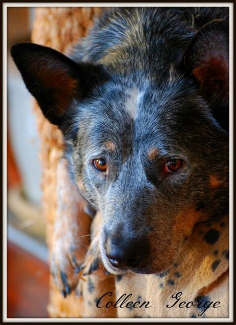 341 Best Images About Australian Cattle Dogs Bluered