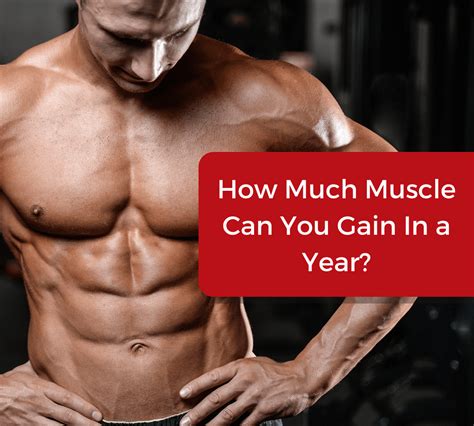 How Much Muscle Can You Gain In A Year Gaining Tactics