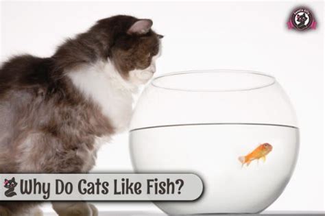 Why Do Cats Like Fish Sweetie Kitty 2023