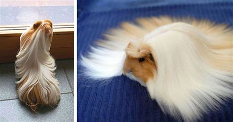 Your email address will not be published. Guinea Pigs With Long Hair