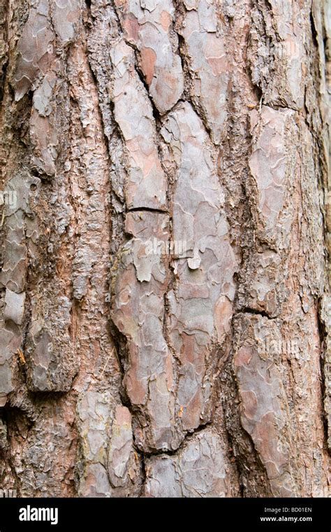 Bark On Trunk Of A Norway Spruce Picea Abies Kent Uk Stock Photo Alamy