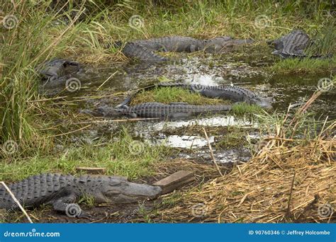 Group Of Big Alligators In Florida`s Everglades National Park Stock