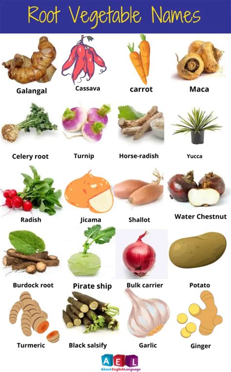 Useful Root Vegetable Names 27 List Learn English Online Free
