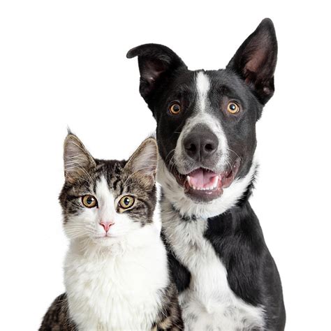 Happy Border Collie Dog And Tabby Cat Together Closeup Photograph By