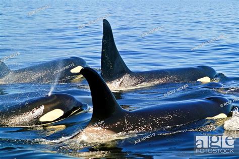 Killer Whales Orcinus Orca In The Queen Charlotte Strait Off Northern