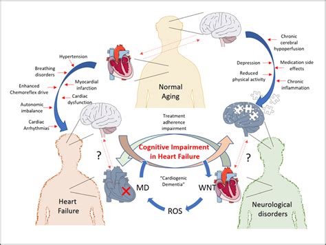 Neurocognitive Disorders In Heart Failure Alterations In The Heart And