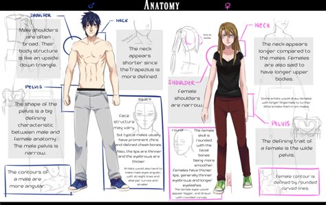 Male Anatomy Anime Simple Anatomy By Themunez16 On Deviantart Front