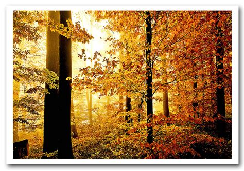 Beautiful Autumn Foliage Forest Framed Art Giclee Art Print