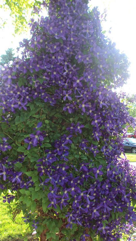 Check spelling or type a new query. purple climatis. Easy. Gorgeous, and perennial!! Prune ...