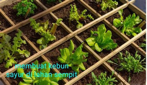 Cara Menanam Sayuran Di Lahan Sempit - Cara Menanam Sayuran Organik Di