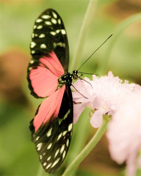 Bright Pink Butterfly 8x10 Photograph Fine Art Print Etsy
