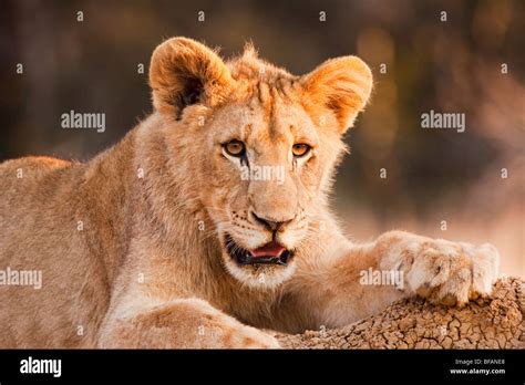 Male Lion Cub At Rest Stock Photo Alamy