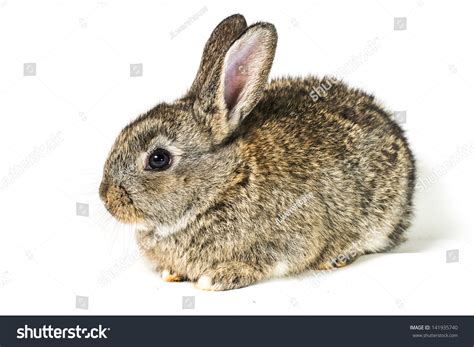 Cute Bunny Rabbit Sitting Portrait On White Isolated Background Stock