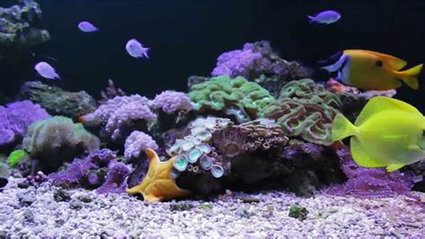 Coral Reef Screensaver Video The Coral Reef Tank Youtube