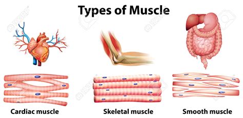What Is The Function Of The Muscular System Socratic