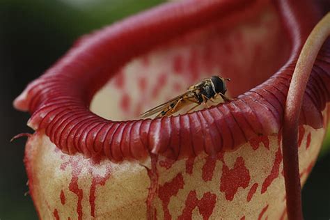 Pests In Your Home Try These 6 Carnivorous Plants That Eat Bugs