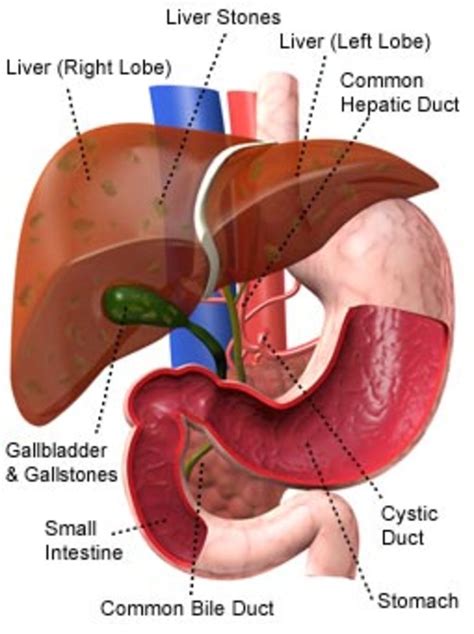 Deceased donors by type1997 etiology of liver diseaseadult liver transplant recipients. What is Liver Transplant - How and Why it is done? | HubPages