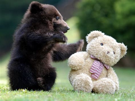 Bear Cub Playing With Teddy Bear Teh Cute