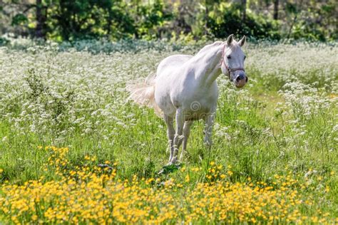 White Horse In Flower Meadow Stock Image Image Of Countryside Horses