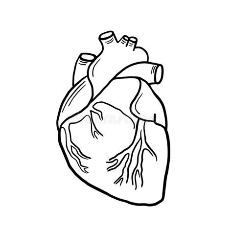 Anatomical Heart Vector Linear Illustration Of A Heart Anatomical